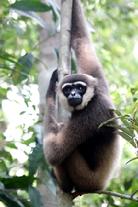 Gibbon Kalmintan Borneo