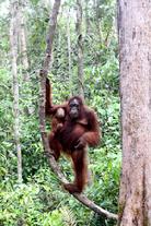 Tanjung Puting National Park Borneo