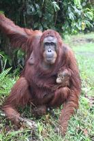 Tanjung Puting National Park Borneo