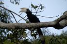 Hornbill Tanjung puting national park