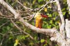 Kingfisher Tanjung puting national park Borneo
