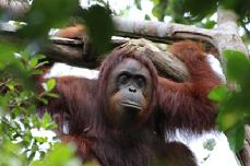 orangutan photo tours Borneo Jackie Peers