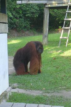 Orangutan Photo tours Borneo Louise Pile