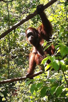 orangutan photo tours Borneo Louise Pile