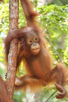 orangutan Photo tours Borneo David Tunnecliffe