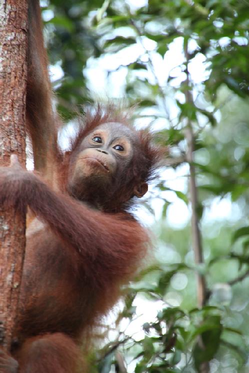 orangutan Photo tours Borneo David Tunnecliffe
