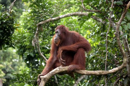 Orangutan Photo tours Borneo
