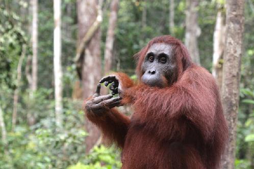 orangutan Photo tours Borneo
