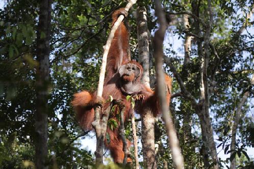 orangutan Aid Borneo