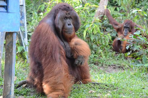 orangutan Photo tours Borneo Nicole Herimere