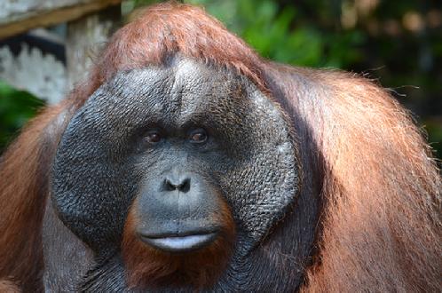 orangutan Photo tours Borneo Nicole Herimere