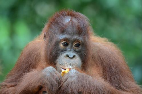 orangutan Photo tours Borneo Nicole Herimere